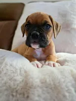 Lilah, a female Boxer for sale in Bridgeport, WV – 3 of 7