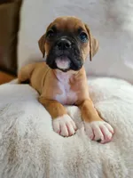 Lilah, a female Boxer for sale in Bridgeport, WV – 4 of 7