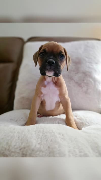 Albus, a male Boxer for sale in Bridgeport, WV – 5 of 7