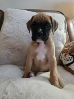 Albus, a male Boxer for sale in Bridgeport, WV – 4 of 7