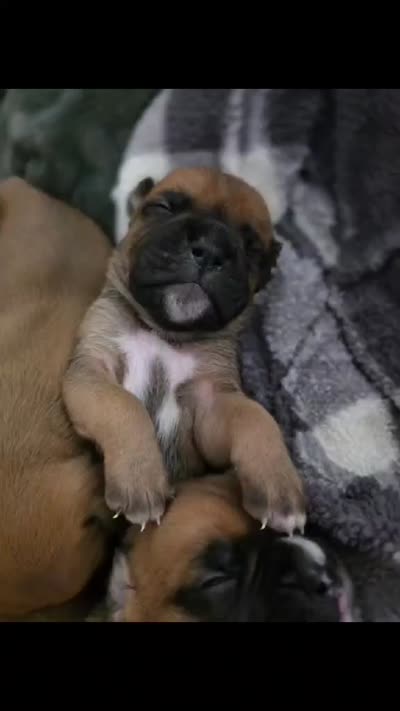 Lilah, a female Boxer for sale in Bridgeport, WV – 5 of 7