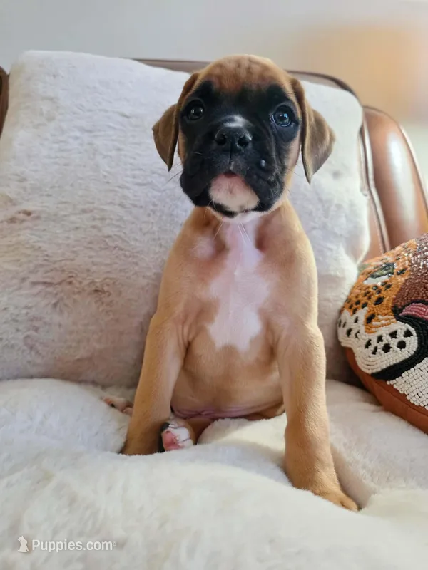 Albus – Boxer puppy for sale in Bridgeport, WV