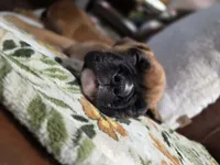 Albus, a male Boxer for sale in Bridgeport, WV – 2 of 7