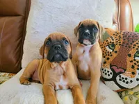 Albus, a male Boxer for sale in Bridgeport, WV – 3 of 7