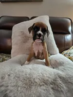 Maeve, a female Boxer and Bullmastiff for sale in Bridgeport, WV – Photo 3 of 3