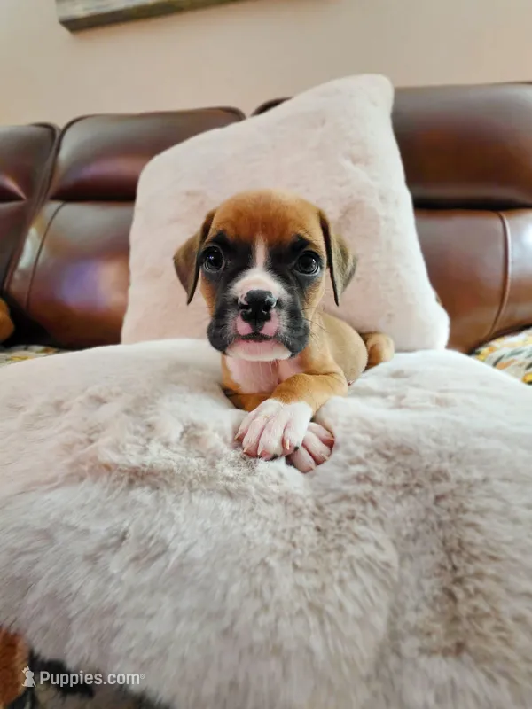 Maeve – Boxer, Bullmastiff puppy for sale in Bridgeport, WV