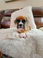 Maeve, a female Boxer and Bullmastiff for sale in Bridgeport, WV – Photo 1 of 3