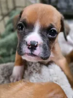 Maeve, a female Boxer and Bullmastiff for sale in Bridgeport, WV – Photo 2 of 3