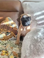 Molly Maguire, a female Boxer and Bullmastiff for sale in Bridgeport, WV – Photo 3 of 3