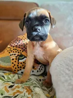 Molly Maguire, a female Boxer and Bullmastiff for sale in Bridgeport, WV – Photo 2 of 3