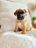 Molly Maguire, a female Boxer and Bullmastiff for sale in Bridgeport, WV – Photo 1 of 3