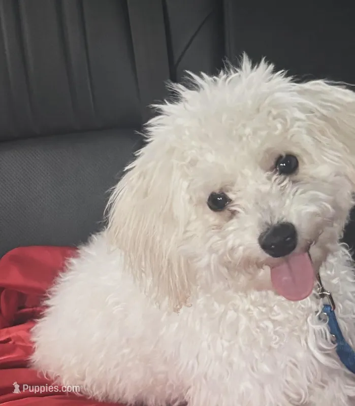 Ryder – Bichon Frise puppy for sale in Pittsburgh, PA