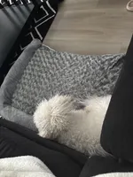 Ryder, a male Bichon Frise for sale in Pittsburgh, PA – Photo 5 of 5