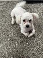 Ryder, a male Bichon Frise for sale in Pittsburgh, PA – Photo 4 of 5