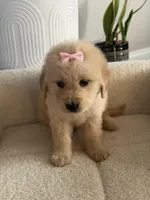 Light pink girl , a female Golden Retriever for sale in Fort Myers, FL – Photo 4 of 5