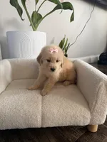 Light pink girl , a female Golden Retriever for sale in Fort Myers, FL – Photo 5 of 5