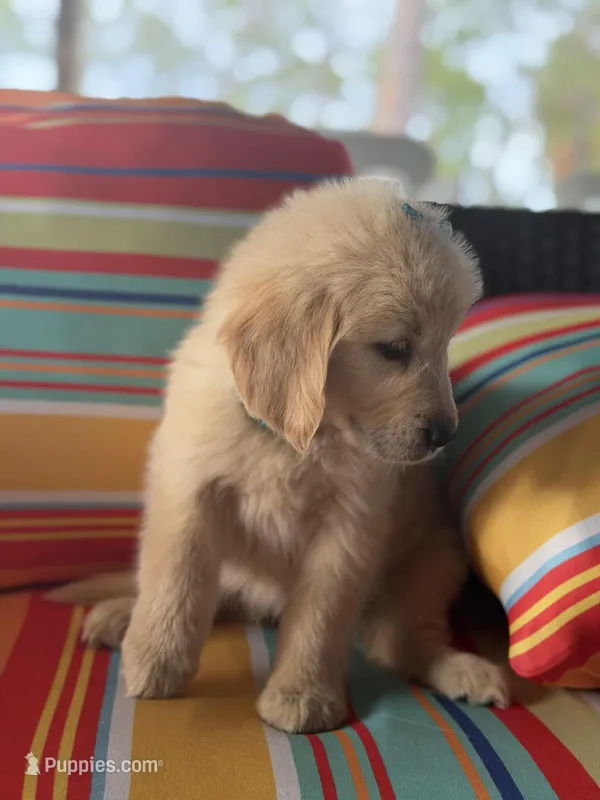 Teal girl  – Golden Retriever puppy for sale in Fort Myers, FL