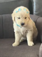 Teal girl , a female Golden Retriever for sale in Fort Myers, FL – Photo 8 of 9