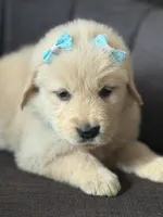 Teal girl , a female Golden Retriever for sale in Fort Myers, FL – Photo 6 of 9