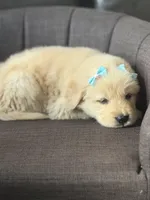 Teal girl , a female Golden Retriever for sale in Fort Myers, FL – Photo 5 of 9