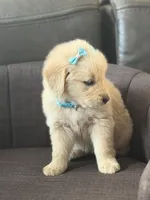 Teal girl , a female Golden Retriever for sale in Fort Myers, FL – Photo 7 of 9