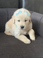 Teal girl , a female Golden Retriever for sale in Fort Myers, FL – Photo 9 of 9