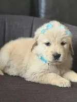 Teal girl , a female Golden Retriever for sale in Fort Myers, FL – Photo 4 of 9