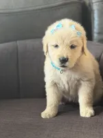 Teal girl , a female Golden Retriever for sale in Fort Myers, FL – Photo 3 of 9