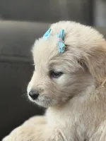 Teal girl , a female Golden Retriever for sale in Fort Myers, FL – Photo 2 of 9