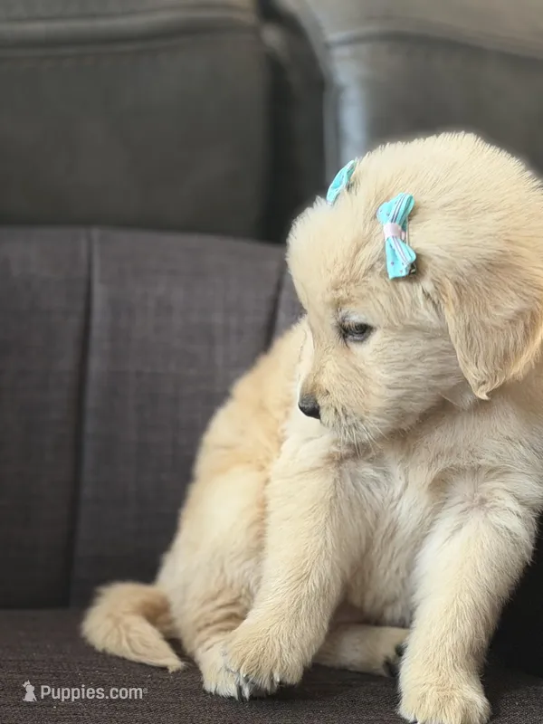 Teal girl , a female Golden Retriever for sale in Fort Myers, FL – Photo 1 of 9