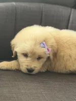 Light purple girl , a female Golden Retriever for sale in Fort Myers, FL – Photo 1 of 4