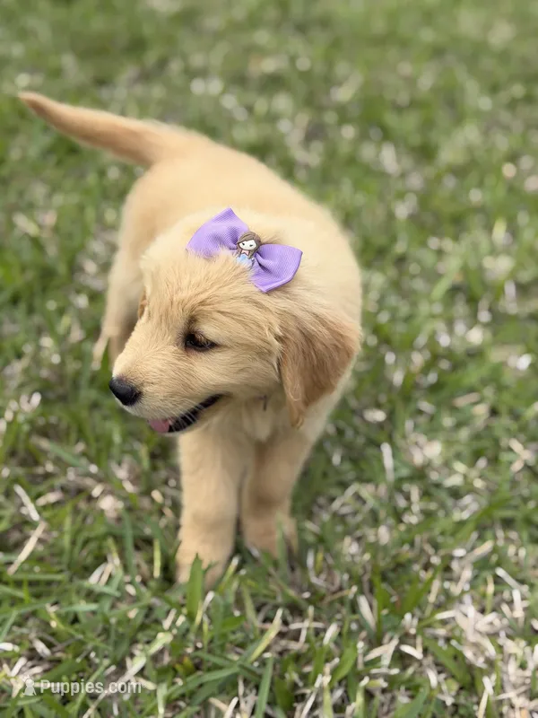 Light purple girl  – Golden Retriever puppy for sale in Fort Myers, FL