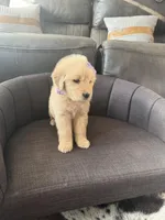 Light purple girl , a female Golden Retriever for sale in Fort Myers, FL – Photo 4 of 4