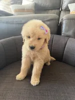 Light purple girl , a female Golden Retriever for sale in Fort Myers, FL – Photo 3 of 4