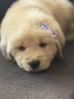 Light purple girl , a female Golden Retriever for sale in Fort Myers, FL – Photo 2 of 4