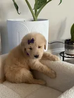 Dark purple girl , a female Golden Retriever for sale in Fort Myers, FL – Photo 3 of 4