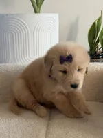 Dark purple girl , a female Golden Retriever for sale in Fort Myers, FL – Photo 1 of 4