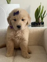 Dark purple girl , a female Golden Retriever for sale in Fort Myers, FL – Photo 2 of 4