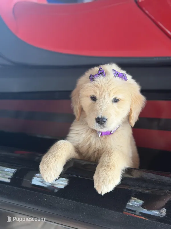 Dark purple girl  – Golden Retriever puppy for sale in Fort Myers, FL