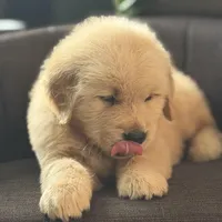 Brown boy , a male Golden Retriever for sale in Fort Myers, FL – Photo 8 of 9