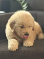 Yellow boy , a male Golden Retriever for sale in Fort Myers, FL – Photo 8 of 10