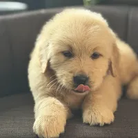Brown boy , a male Golden Retriever for sale in Fort Myers, FL – Photo 9 of 9
