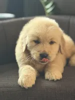 Yellow boy , a male Golden Retriever for sale in Fort Myers, FL – Photo 10 of 10