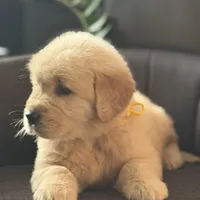 Brown boy , a male Golden Retriever for sale in Fort Myers, FL – Photo 4 of 9