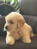 Yellow boy , a male Golden Retriever for sale in Fort Myers, FL – Photo 3 of 10