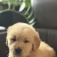 Brown boy , a male Golden Retriever for sale in Fort Myers, FL – Photo 2 of 9