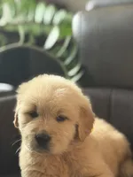 Yellow boy , a male Golden Retriever for sale in Fort Myers, FL – Photo 1 of 10