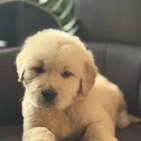 Brown boy , a male Golden Retriever for sale in Fort Myers, FL – Photo 5 of 9
