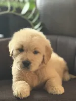 Yellow boy , a male Golden Retriever for sale in Fort Myers, FL – Photo 4 of 10