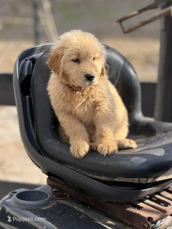 Yellow boy  – Golden Retriever puppy for sale in Fort Myers, FL